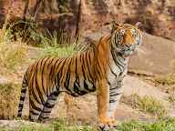 katn barhi news बाघ को देख पेड़ में चढ गया युवक, बचाई जान